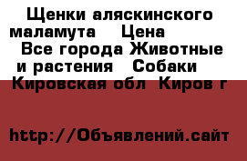 Щенки аляскинского маламута  › Цена ­ 15 000 - Все города Животные и растения » Собаки   . Кировская обл.,Киров г.